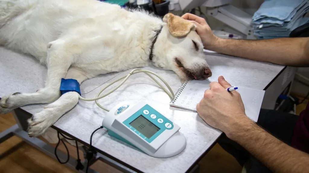 Veterinario examina perro durante investigación sobre parásito en perros detectado por primera vez en Costa Rica