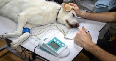 Veterinario examina perro durante investigación sobre parásito en perros detectado por primera vez en Costa Rica