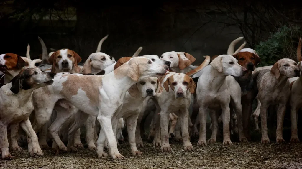 Grupo de perros utilizados como referencia en estudio sobre parásito en perros detectado en Costa Rica