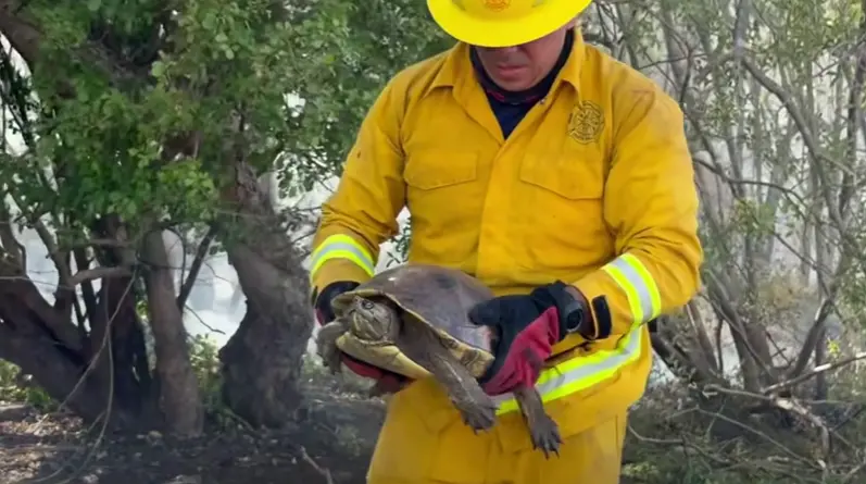 Bombero de Guanacaste rescatando a una tortuga silvestre en medio del humo provocado por el incendio forestal en Palo Verde